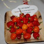 1. Halloween Event (Hof Luterbach, Küssnacht)